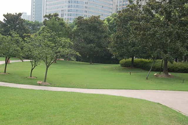綠化養護如何成功移植植物？